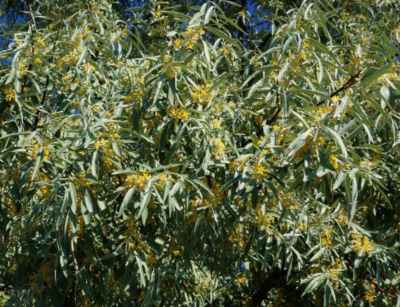 Elaeagnus angustifolia