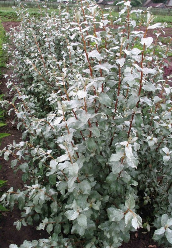 Лох серебристый (Elaeagnus argentea)