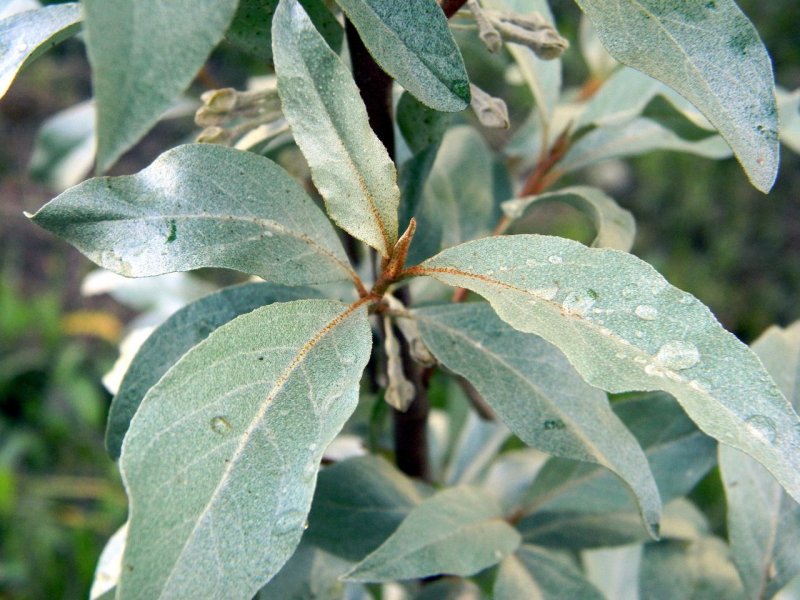 Лох серебристый (Elaeagnus commutata)
