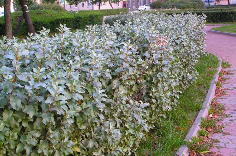 Лох серебристый (Elaeagnus commutata)