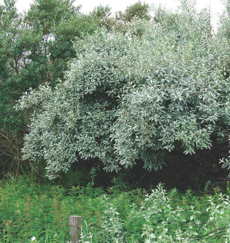 Лох серебристый (Elaeagnus argentea)