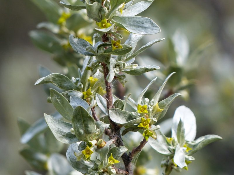 Лох серебристый (Elaeagnus argentea)