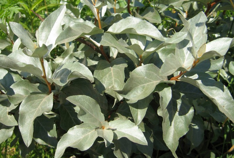 Elaeagnus argentea