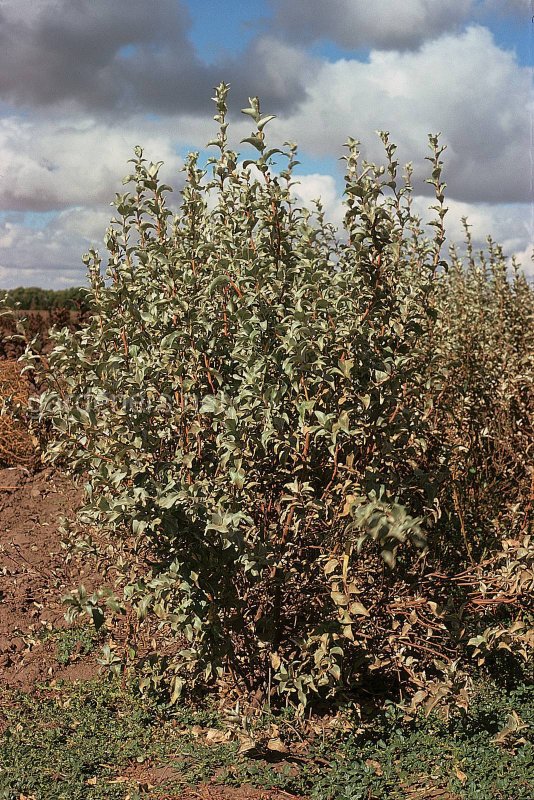 Лох серебристый (Elaeagnus argentea)