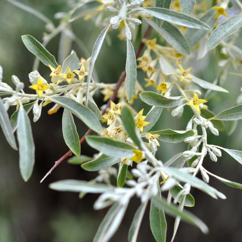 Elaeagnus angustifolia