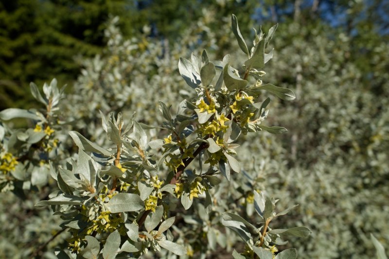 Elaeagnus argentea