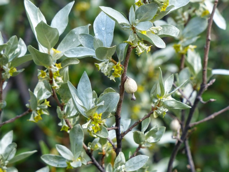 Лох серебристый (Elaeagnus argentea)