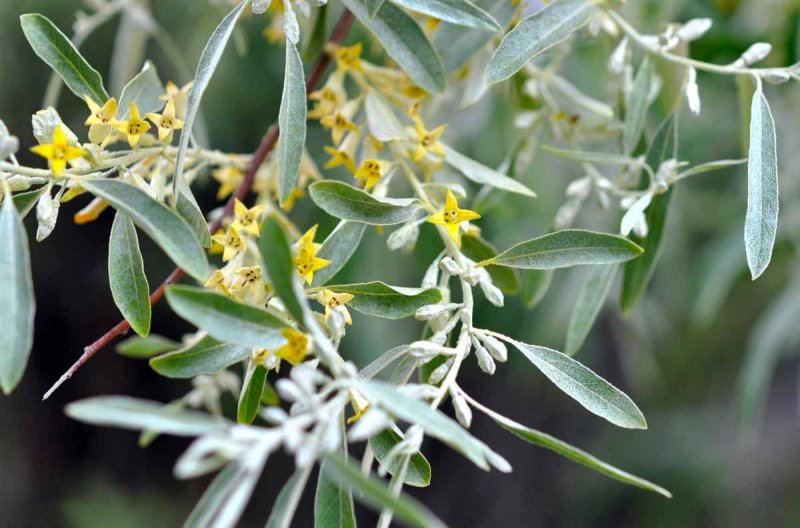 Лох узколистный Elaeagnus
