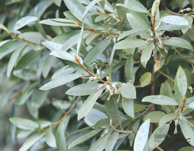 Лох серебристый (Elaeagnus argentea)