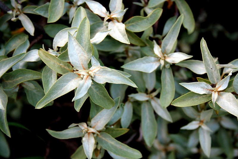 Лох серебристый (Elaeagnus argentea)