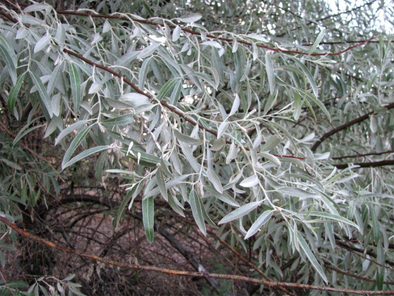 Лох серебристый (Elaeagnus argentea)