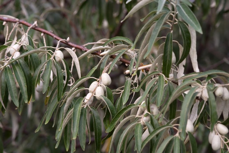 Лох узколистный (Elaeagnus angustifolia)