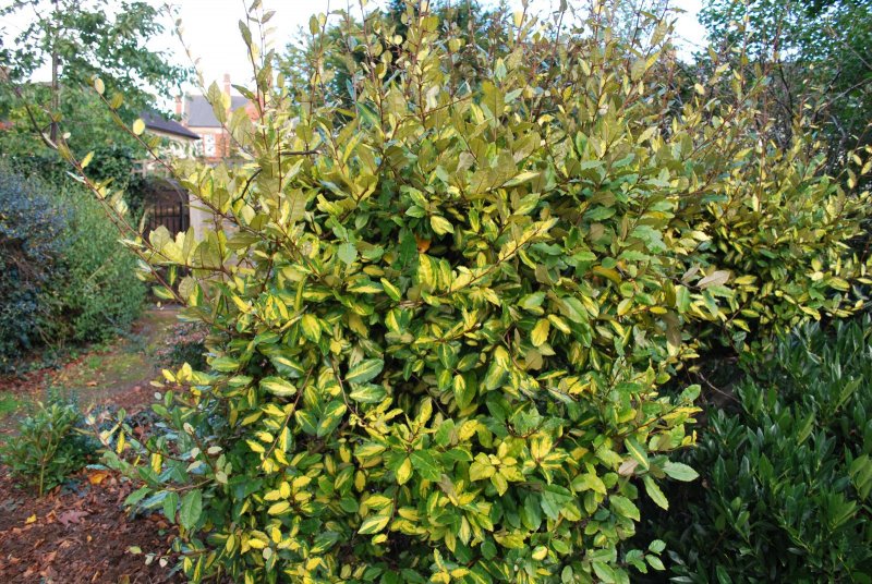 Elaeagnus pungens