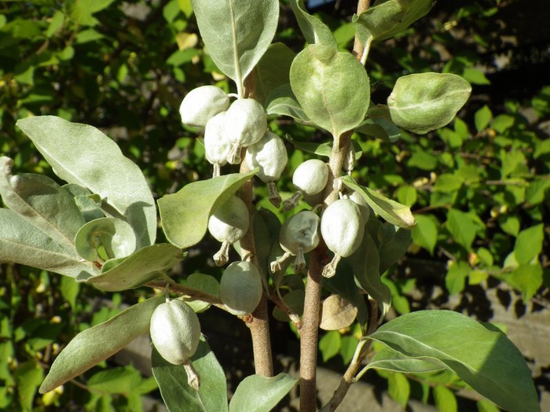 Лох серебристый (Elaeagnus argentea)