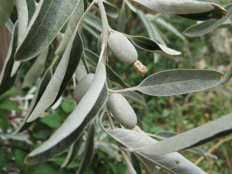 Лох серебристый (Elaeagnus commutata)