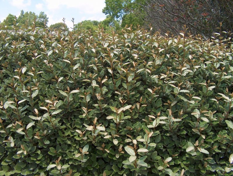 Elaeagnus pungens