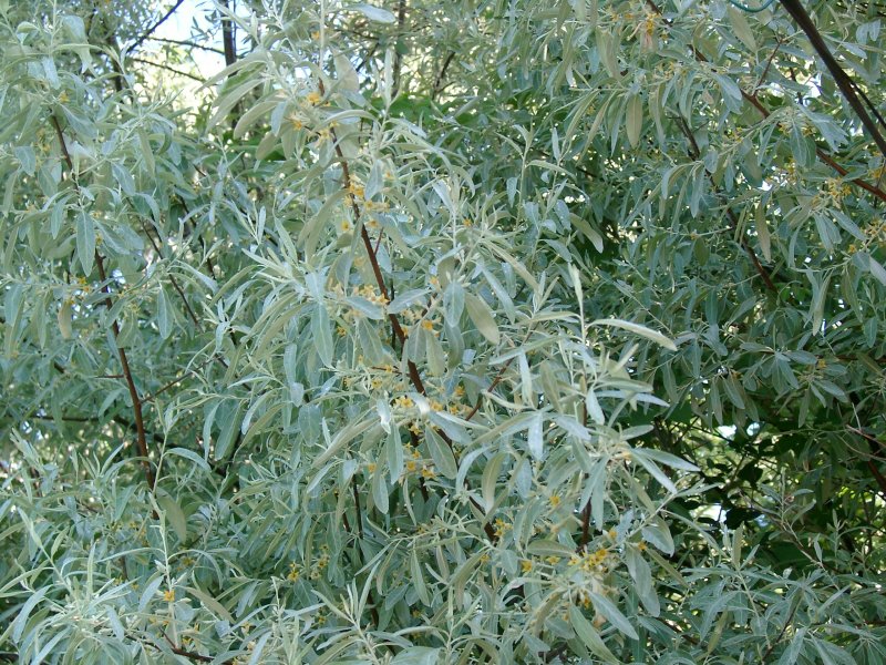 Ива лохолистная Elaeagnus