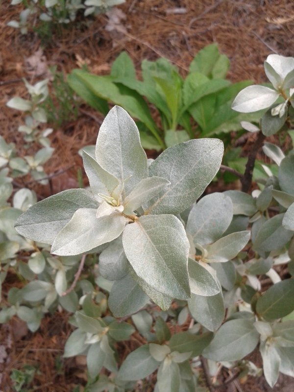 Лох серебристый (Elaeagnus argentea)