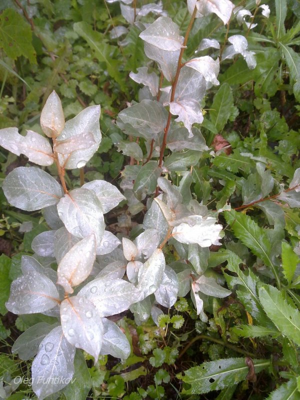 Лох серебристый (Elaeagnus argentea)