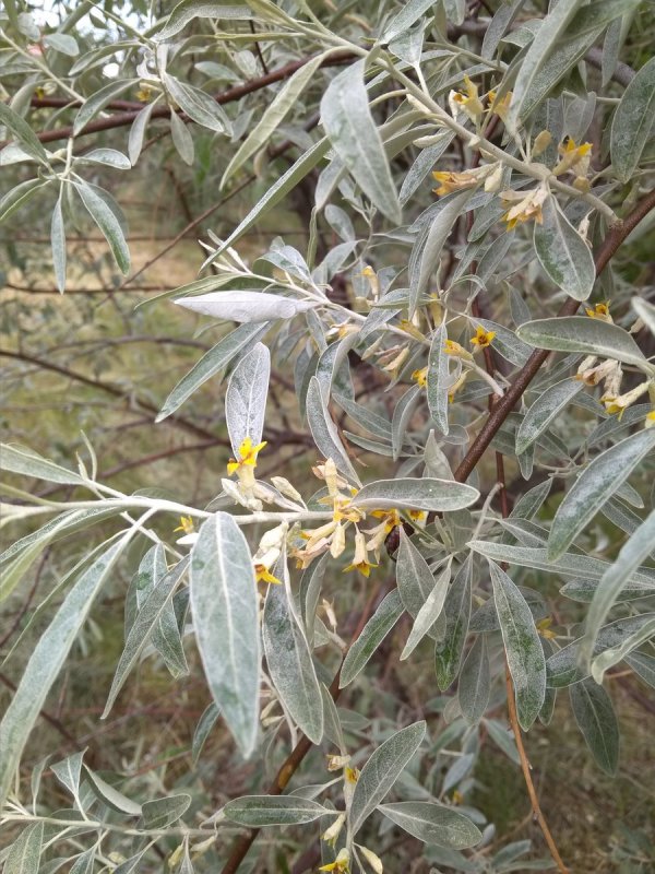 Лох серебристый (Elaeagnus argentea)
