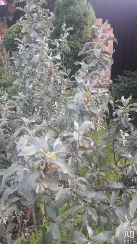 Elaeagnus argentea