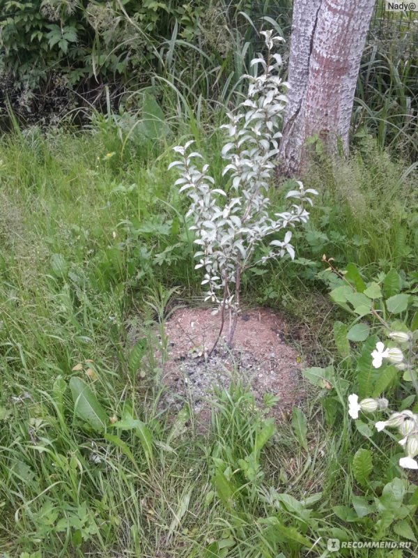 Elaeagnus argentea