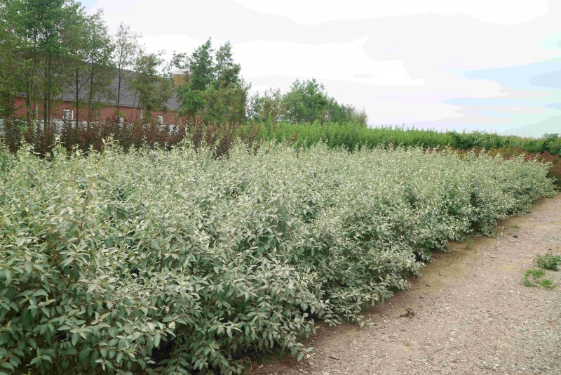Elaeagnus commutata 'Zempin'