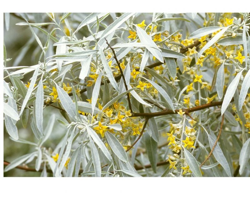 Лох серебристый (Elaeagnus commutata)