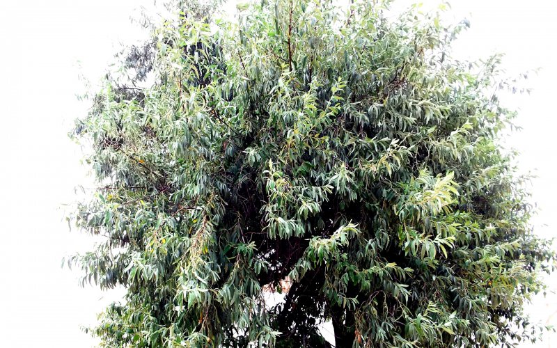 Лох серебристый (Elaeagnus commutata)