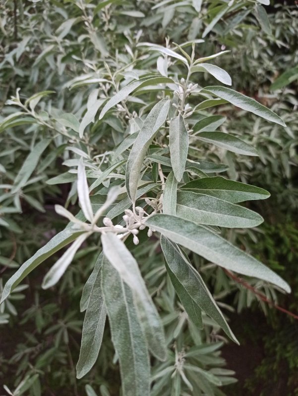 Лох серебристый (Elaeagnus argentea)