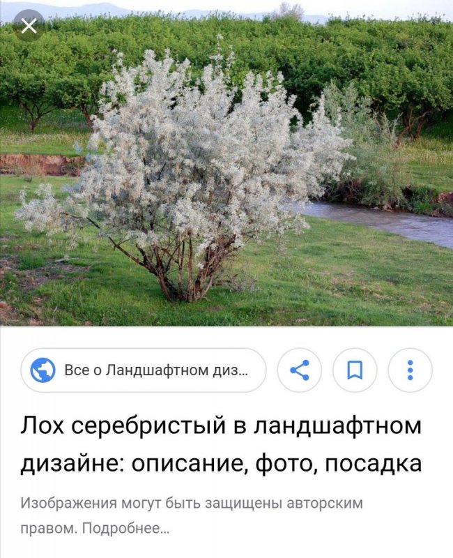 Лох серебристый широколистный