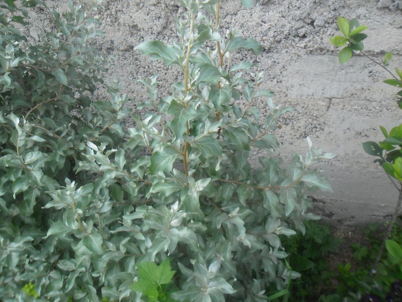 Elaeagnus дерево