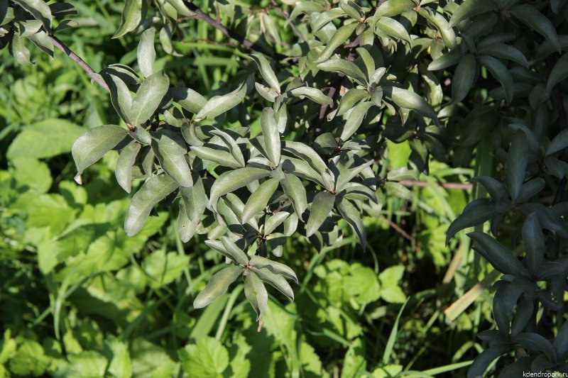 Salix lapponum