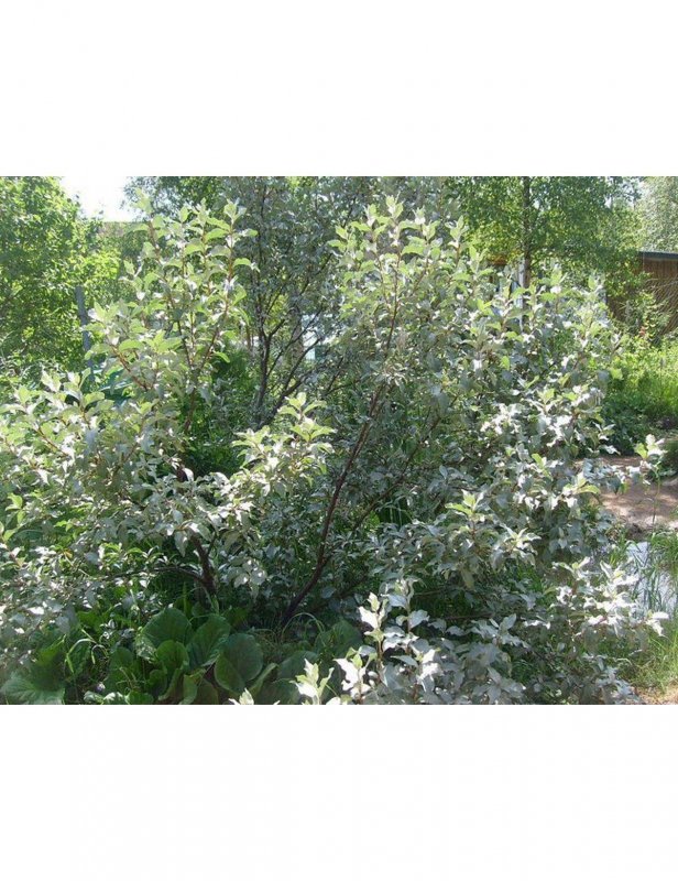 Лох серебристый (Elaeagnus commutata)