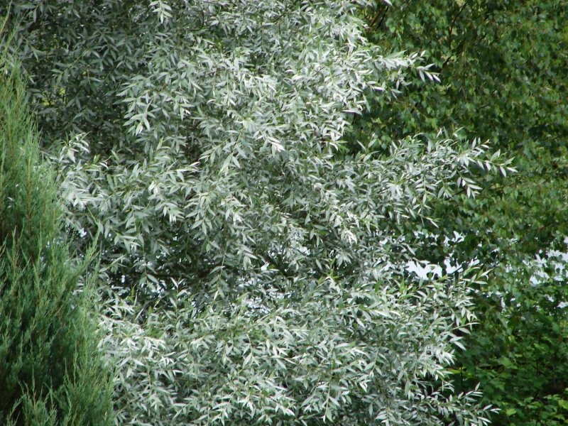 Elaeagnus argentea