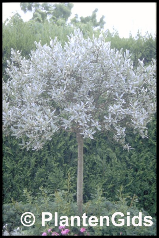 Лох серебристый (Elaeagnus commutata)