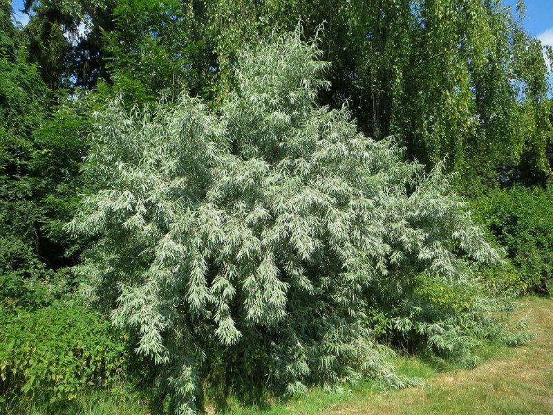 #Лох зонтичный куст