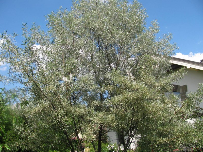 Elaeagnus изгородь
