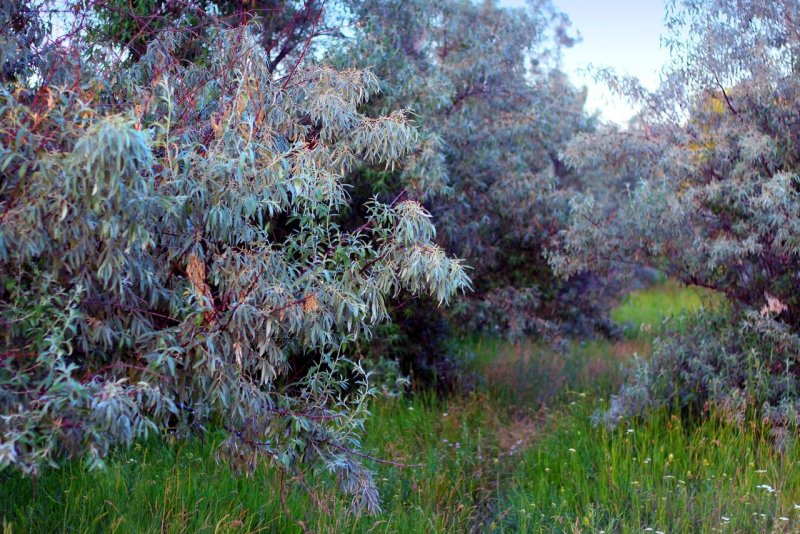 Лох серебристый (Elaeagnus commutata)