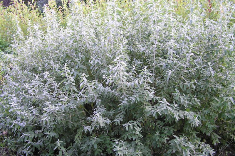 Лох серебристый (Elaeagnus commutata)