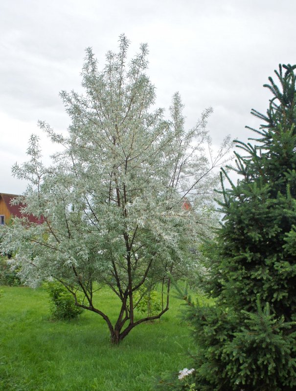 Лох серебристый (Elaeagnus argentea)