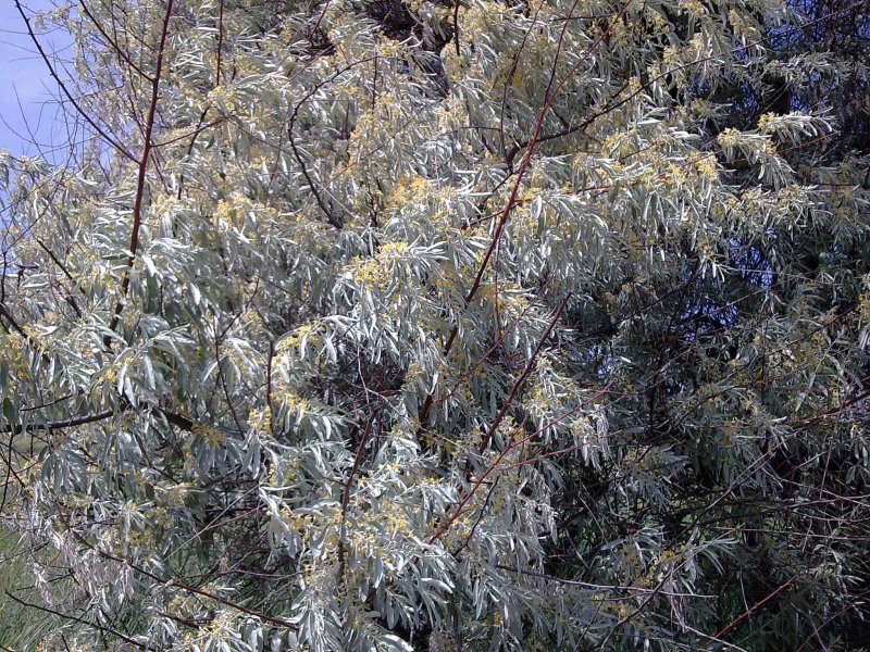 Лох серебристый (Elaeagnus argentea)