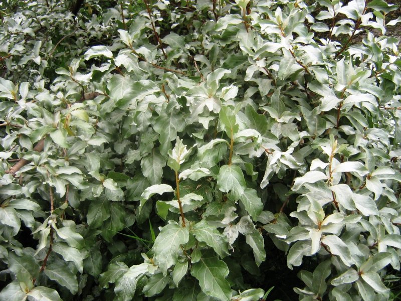 Лох серебристый Elaeagnus argentea Pursh.