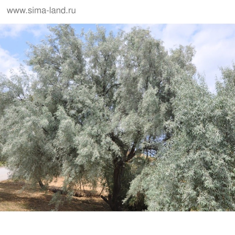 Лох узколистный (Elaeagnus angustifolia)