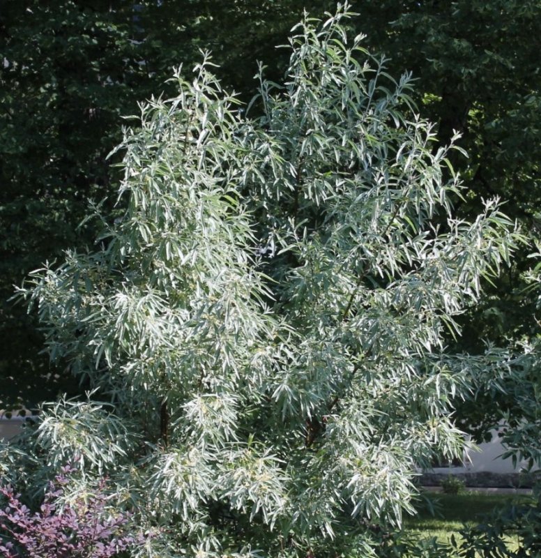 Лох серебристый (Elaeagnus commutata)