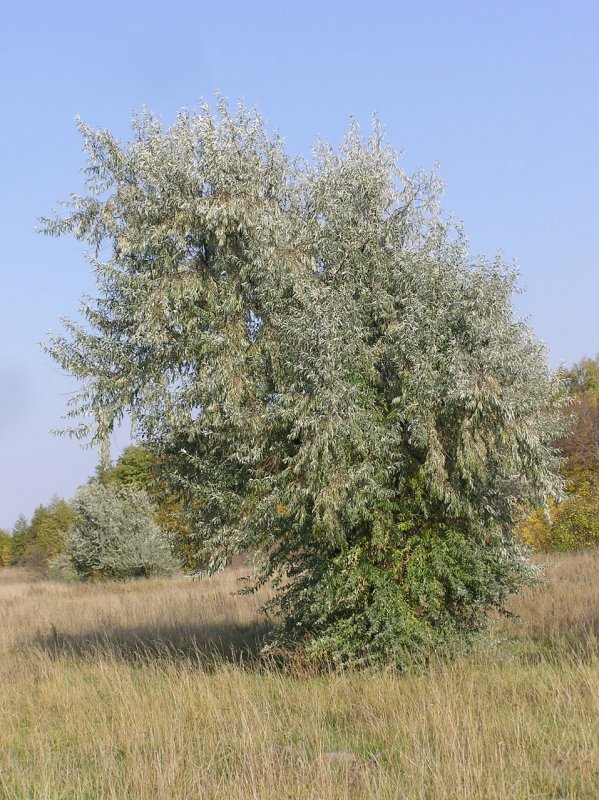 Лох серебристый растение размножается