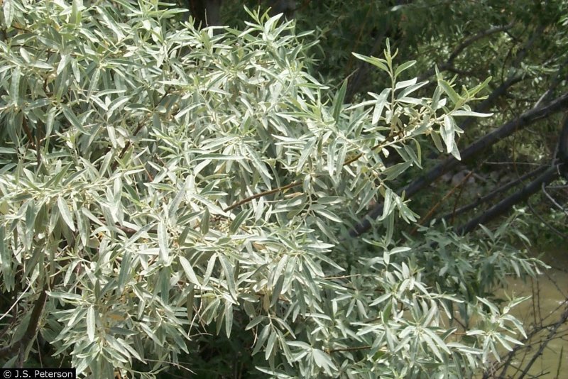 Elaeagnus argentea