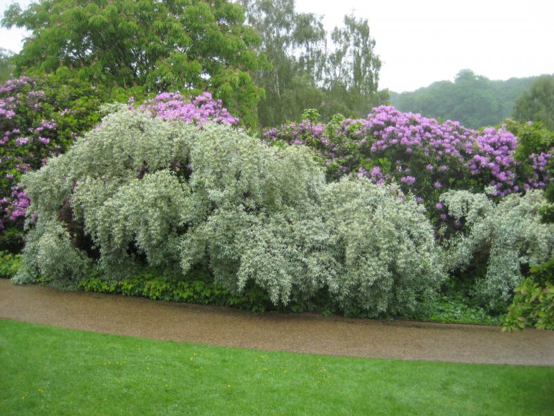 Лох серебристый (Elaeagnus commutata)