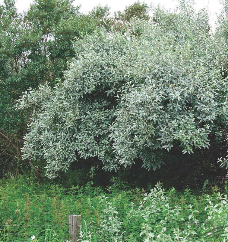 Лох серебристый (Elaeagnus argentea)