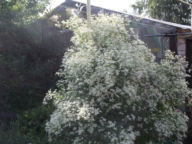 Лох серебристый (Elaeagnus argentea)